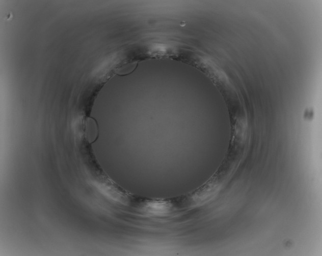 X0000097000659200802081445