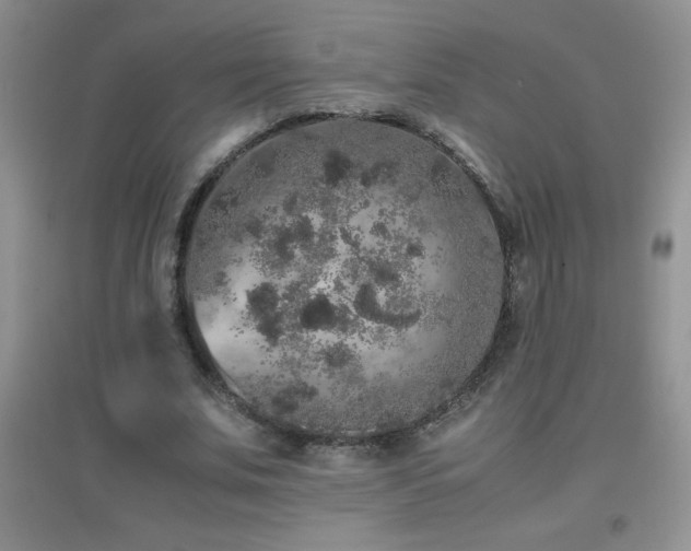 X0000097000679200802081445