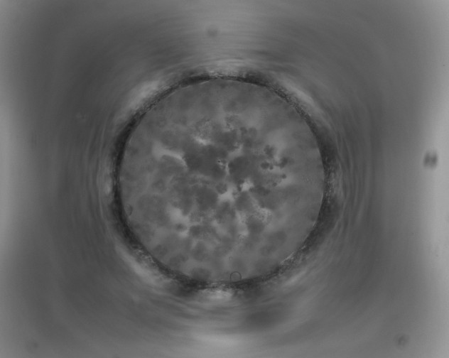X0000097000687200802081444