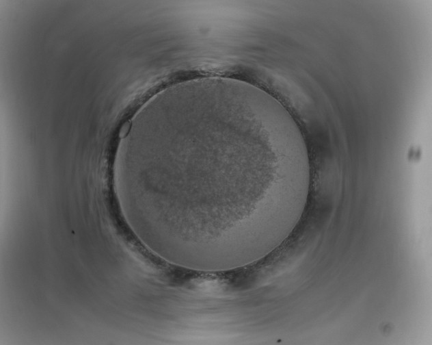 X0000097000689200802081444