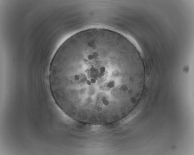 X0000097000903200802081441