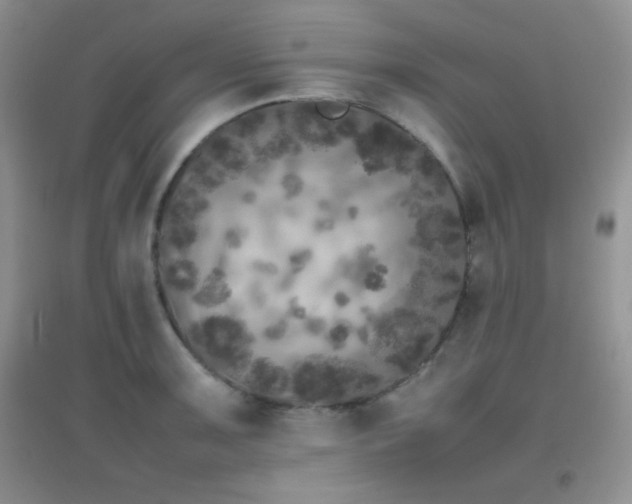 X0000097001091200802081438