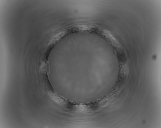 X0000097000419200802151418