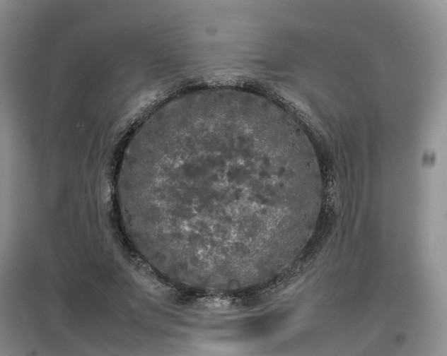 X0000097000687200802151415