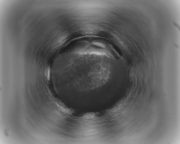 X0000097000076200802221530