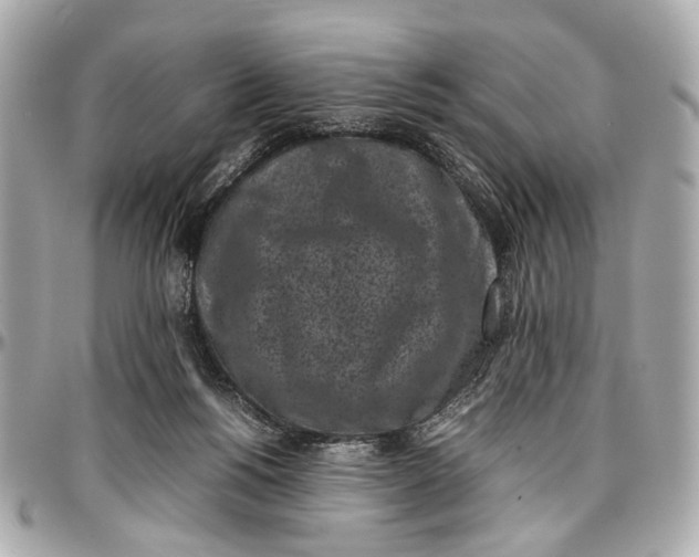 X0000097000168200802221529