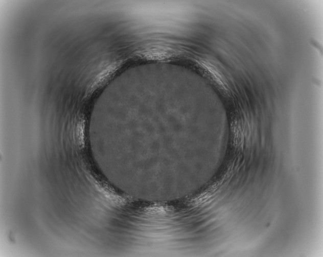 X0000097000404200802221525