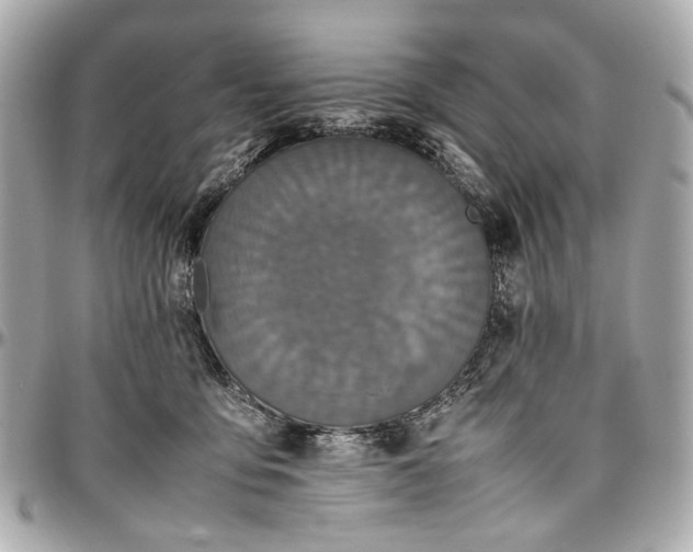 X0000097000419200802221525