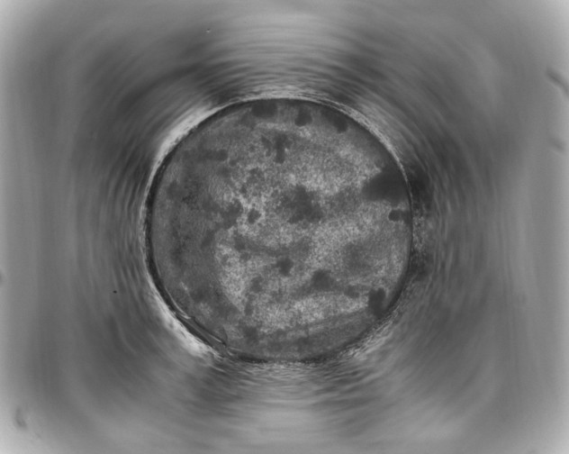 X0000097000995200802221517