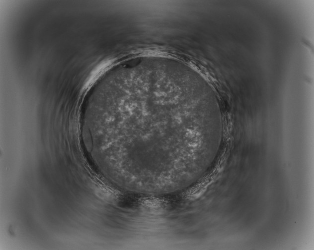 X0000097000199200802291155