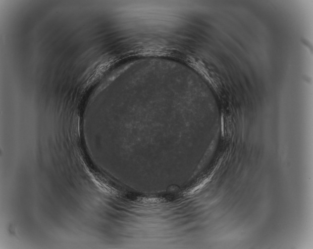 X0000097000205200802291155