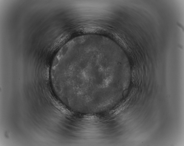 X0000097000454200802291151