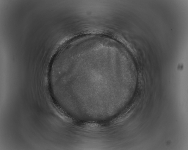 X0000097000203200803071125