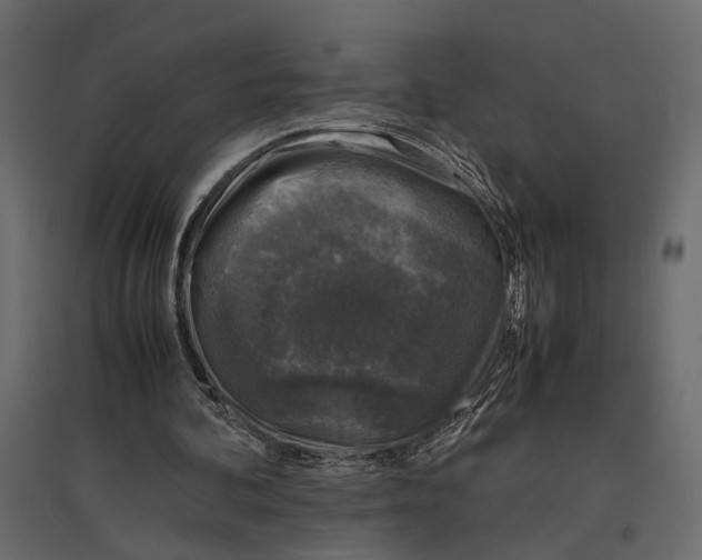 X0000097000292200803071124