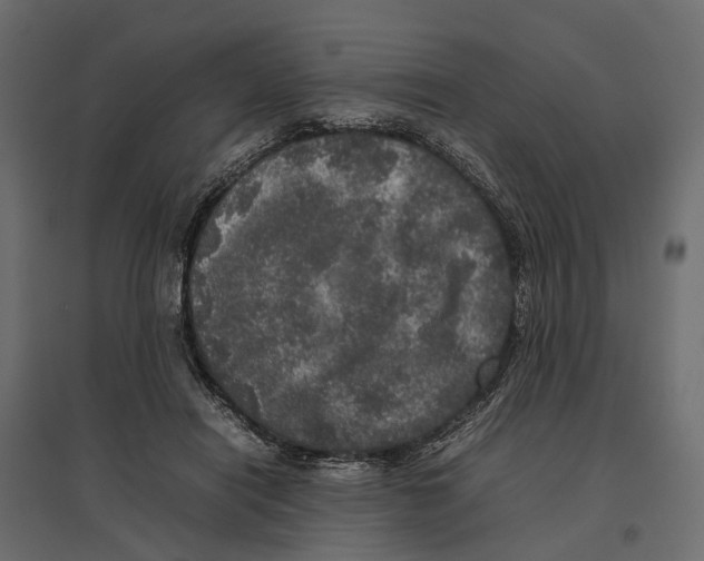 X0000097000454200803071121