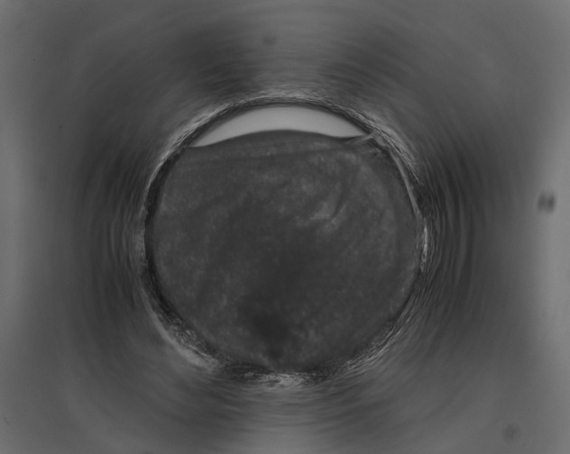 X0000097000492200803071121