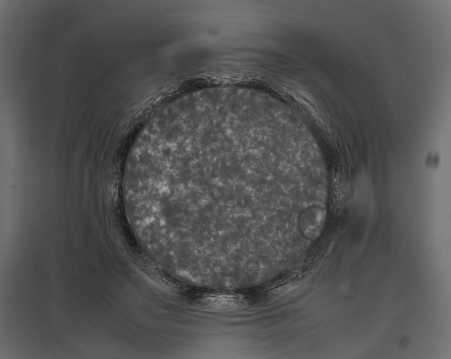 X0000097000499200803071121