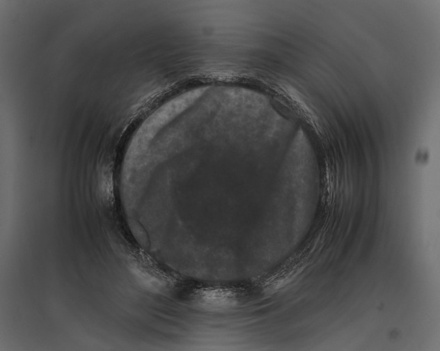 X0000097000500200803071121