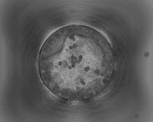 X0000097000903200803071115