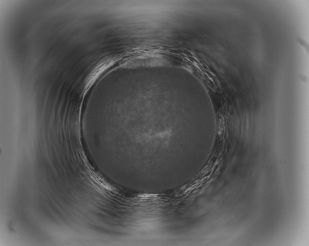X0000097290052200802151425