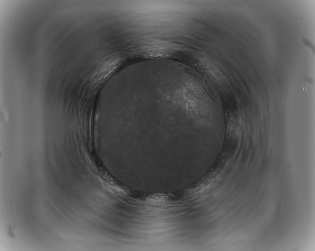 X0000097290076200802151425
