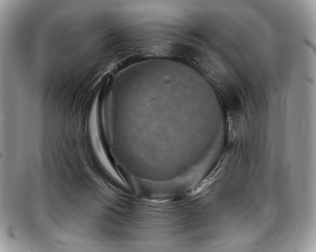X0000097290168200802151424