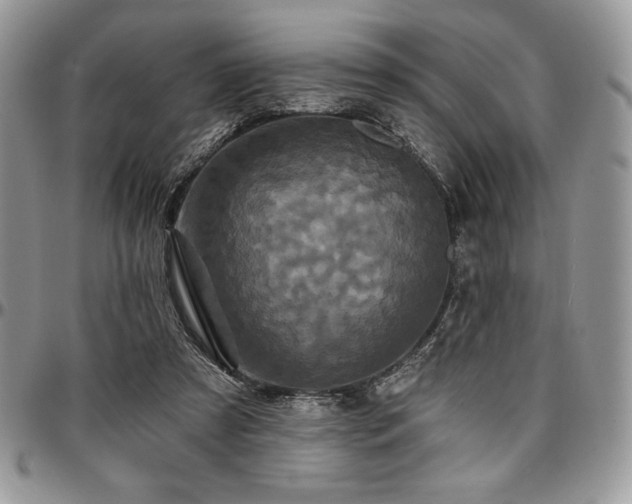 X0000097290305200802151421