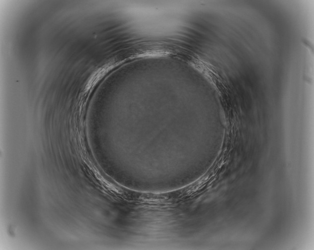 X0000097290337200802151420
