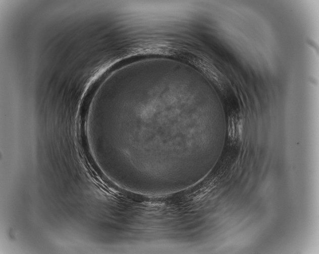 X0000097290388200802151420