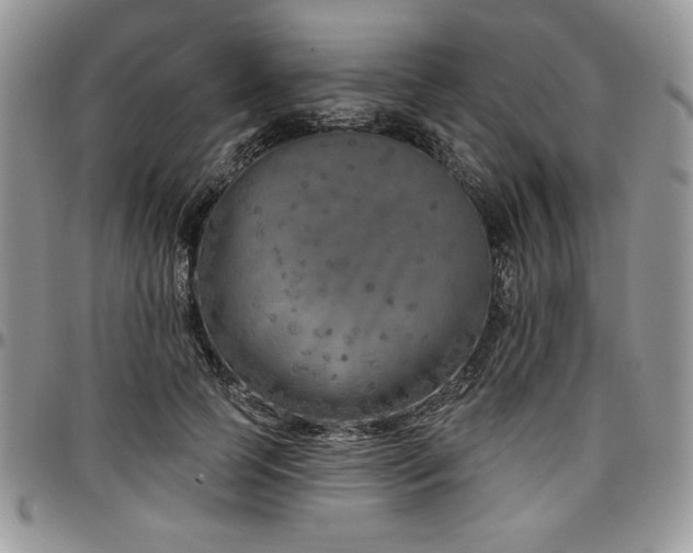 X0000097290745200802151414