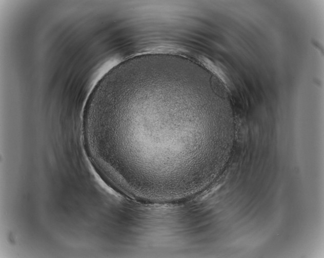 X0000097291087200802151409
