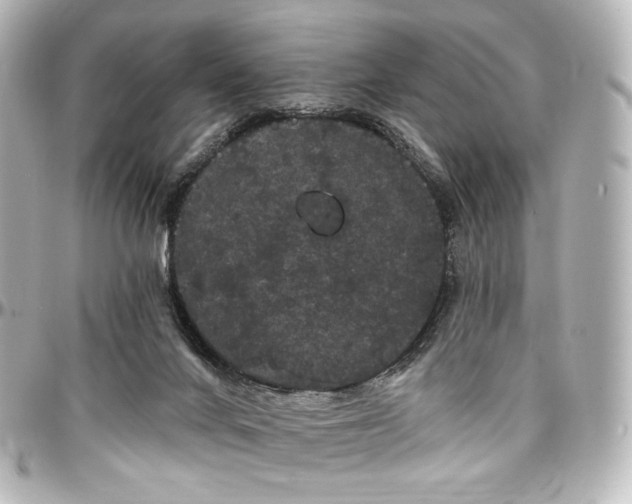 X0000097290024200802221322