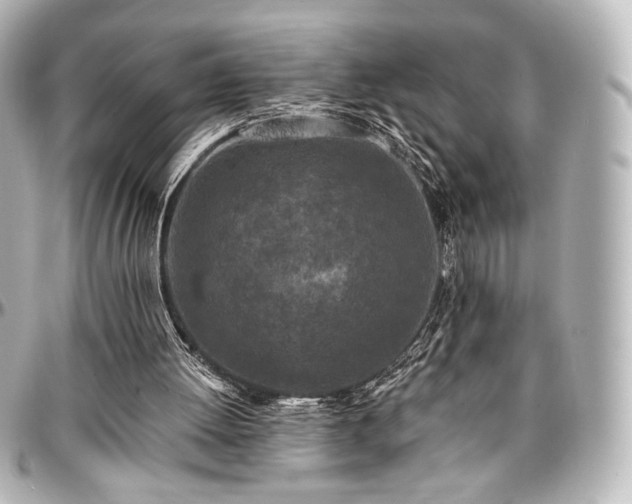 X0000097290052200802221321