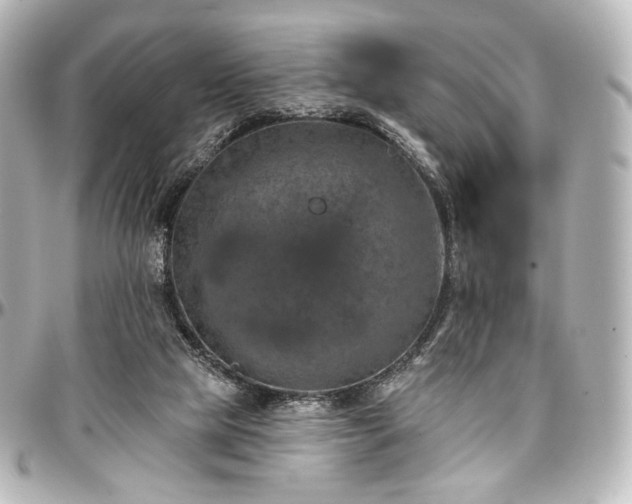 X0000097290065200802221321