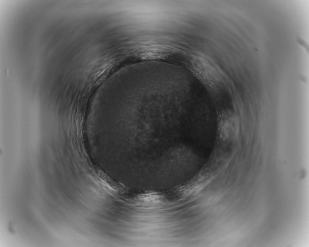 X0000097290219200802221319