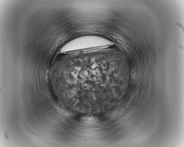 X0000097290503200802221315