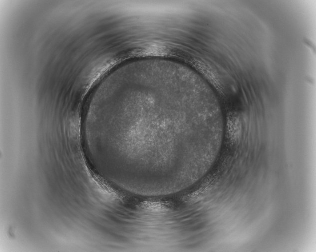 X0000097290534200802221314