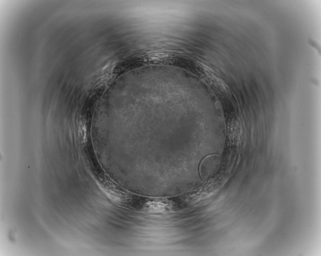 X0000097290703200802221312