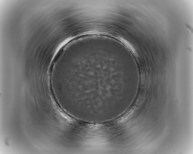 X0000097290854200802221310