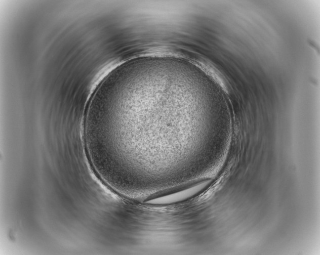 X0000097290855200802221310