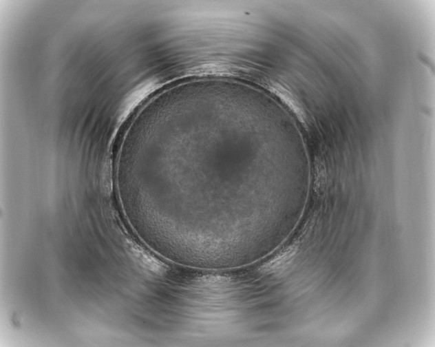 X0000097291075200802221307