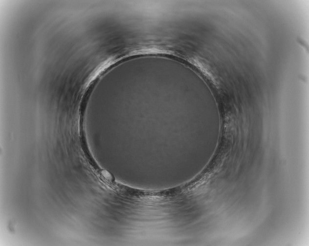 X0000097291173200802221305