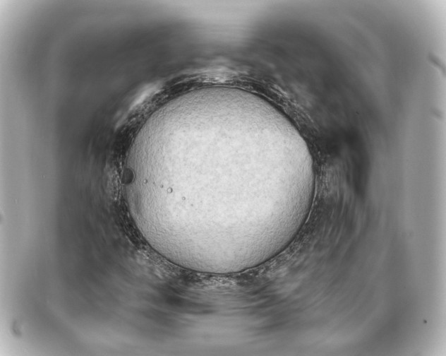 X0000097291446200802221301
