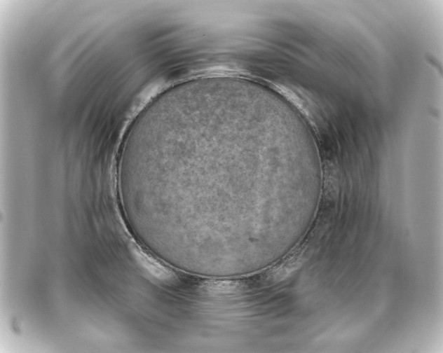 X0000097291474200802221300
