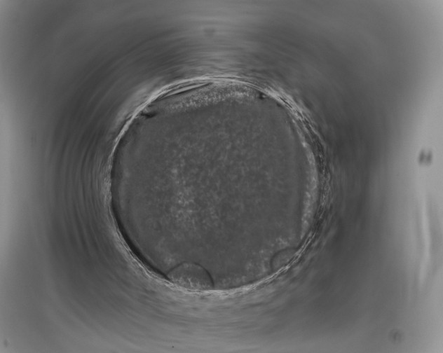 X0000097290002200802291801
