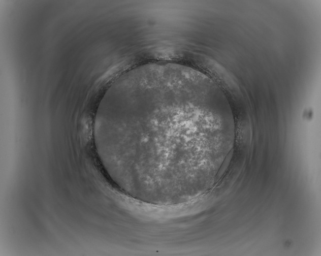 X0000097290043200802291801