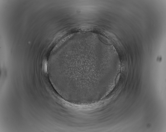 X0000097290046200802291801