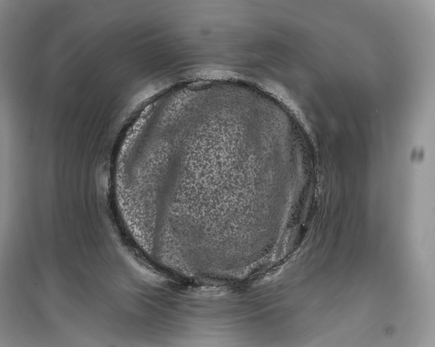 X0000097290063200802291800