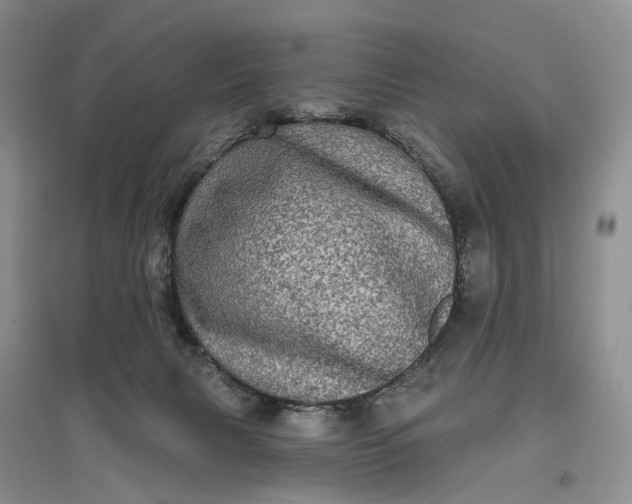 X0000097290079200802291800