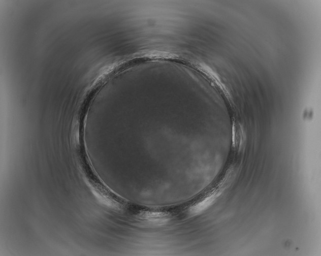 X0000097290205200802291758